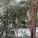 mókus fára mászik 1