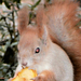 fa tetején eszi az almát a mókus