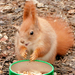 mókus eszik