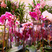 orchidea vásár 1
