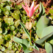 Kinyílt a tulipán