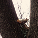 mókus a fa tetején