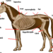 400px-Horseanatomy.png