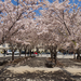cherry blossoms #1