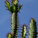 Kaktusz 1