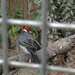 Állatkert (51)madár
