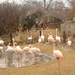 Állatkert Flamingó