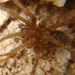Cső hálós pók