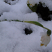 2013-03-14 17.27.10 tőzike hóban