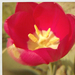 pink tulipán