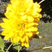 sárga virág