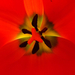 Anyu tulipánja