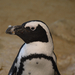 Two Oceans Aquarium Pingvin portre