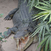 218 Saigon állatkert Több méteres krokodil