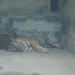 222 Saigon állatkert Pihenő tigris