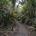 Auckland Domain erdő 02