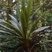Tongariro Jó nagy növény