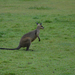 Brisbane Lone Pine Wallaby