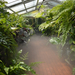 Sydney Botanikus Kert Trópusi üvegház