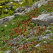 Serrano-gleccser apró vöröses bogyók