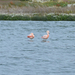 Laguna Nimez Chilei flamingók
