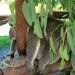 Alvó koalák