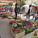 Főtéri virágvásár (3) a Marosvásárhelyi Napok alkalmával