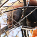 mókus kakist eszik