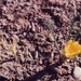 pray desert flower