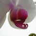 Orchidea a télben