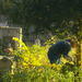2013 okt. 26 temető takarítás 011