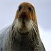 bearded-seal-close-up-63260-mn