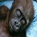 sleeping-lowland-gorilla-651893-mn