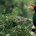 hornbill-perch-521458-ga