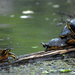 red-bellied-turtles-90710-ga