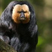 Saki Monkey thumb