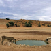 kalahari-lioness-drinking-505069-ga