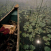 water-lilies-canoe-maine-661146-ga