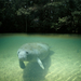 manatee-springs-florida-521177-ga