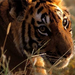 bengal-tiger-closeup