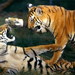 bengal-tiger-cubs-playing