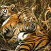 bengal-tigers-two-cubs