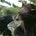 black-bear-mom-cub