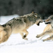 normal Grey Wolves, Northern Alaska