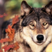 normal Wolf and Autumn Colors