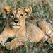 normal African Lion Cub Relaxing, Africa