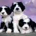 normal Ashlyn Tibetan Terriers