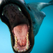 leopard-seal-open-mouth-1045590-ga