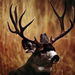 buck-mule-deer-520042-ga