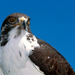 normal Augur Buzzard